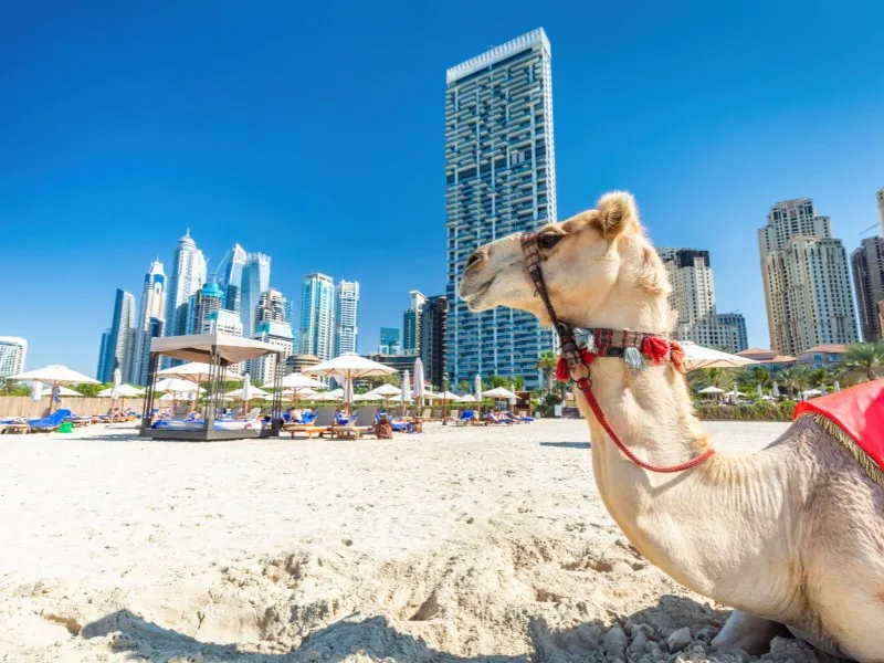 Cammello sulla spiaggia di JBR con grattacieli di Dubai Marina